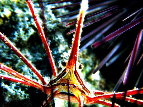 DSCNx4 Bildgröße ändern